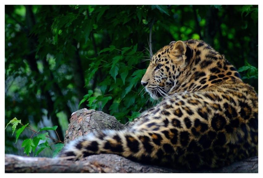 Leopard Animal Wildlife Amur Leopard