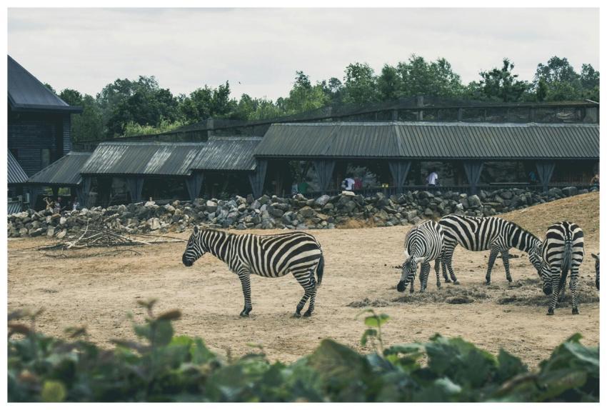 A small group of zebras grazing in a zoo enclosure