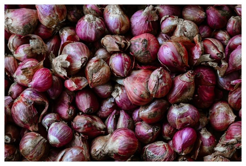 Onions Healthy Harvest Vegetables