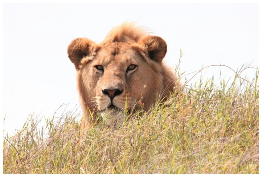 A close-up of a lion's head peering through the gr