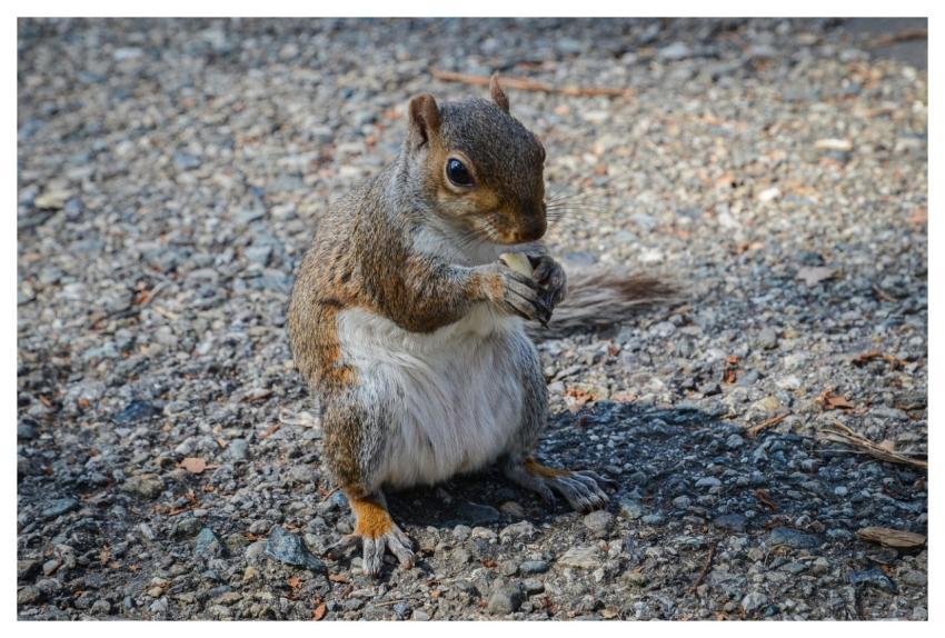 Squirrel Animal Nature Mammal