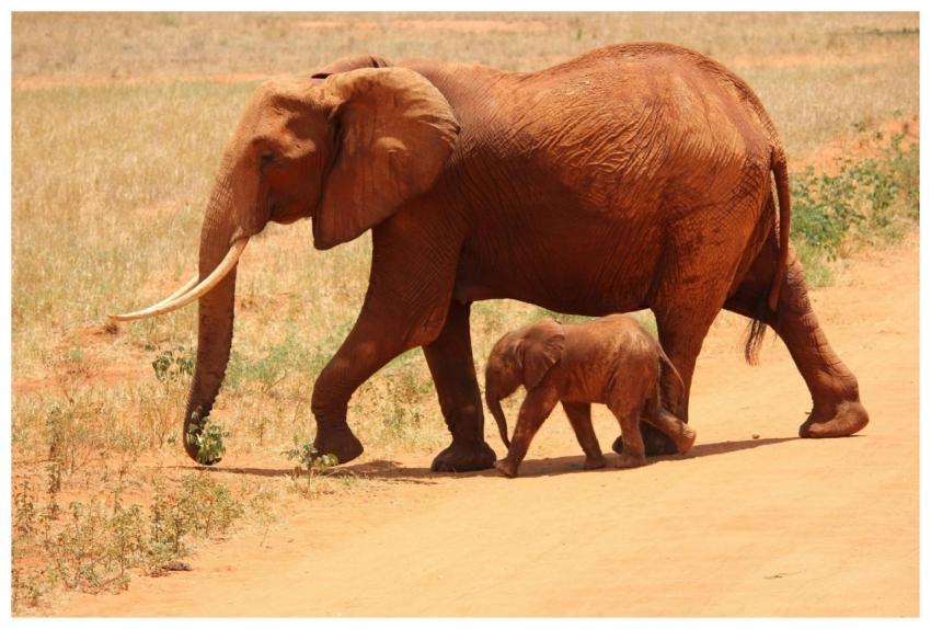 Adult African elephant and calf walking side by si