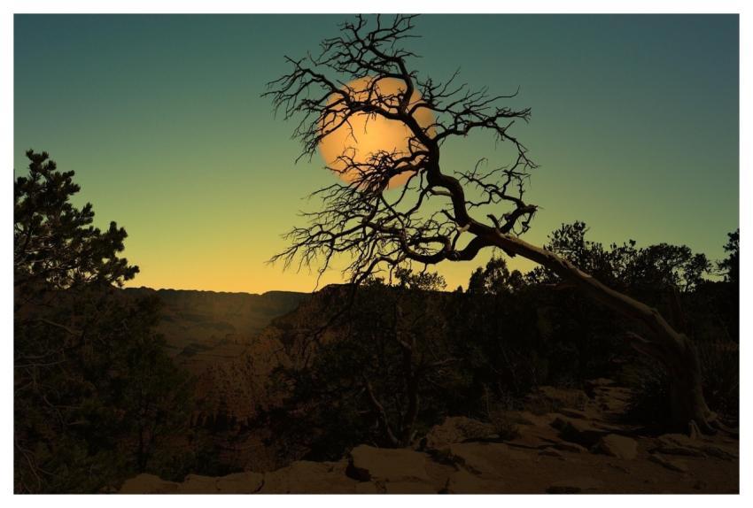 Landscape Moon Night Tree