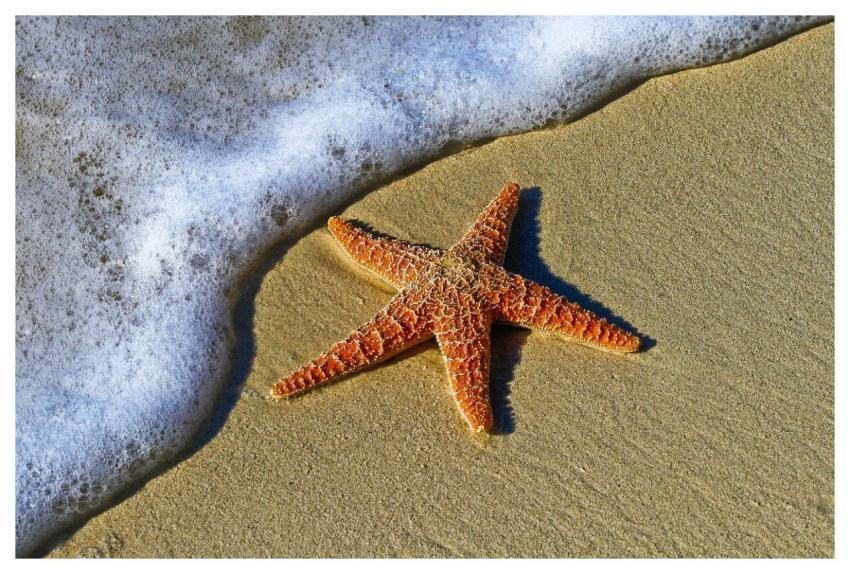 Starfish Sand Sea Star Sea Creature