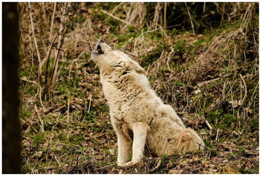 Majestic wolf howling in a natural setting, captur