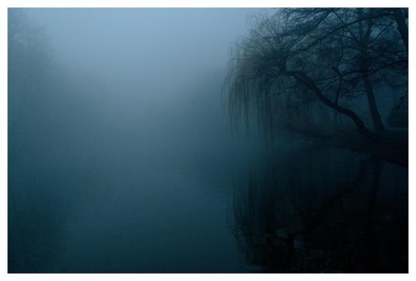The Fog Darkness Nature Trees