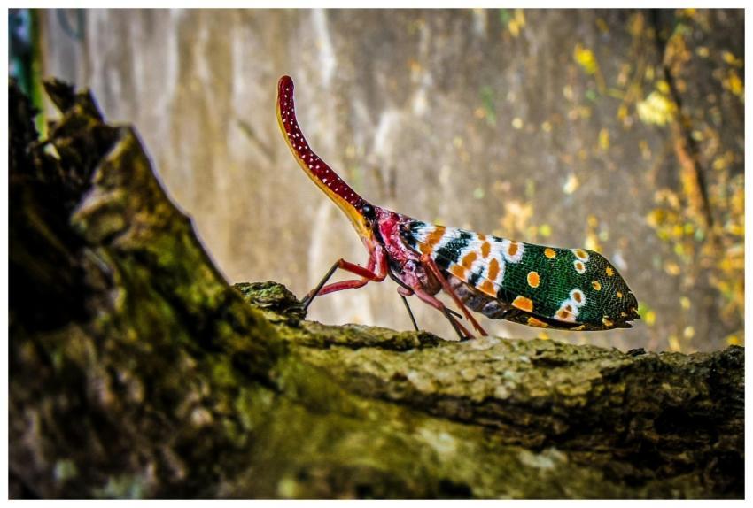 Vibrant macro image of Pyrops Candelaria insect pe