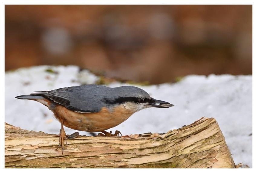 Nuthatch Bird Winter Snow