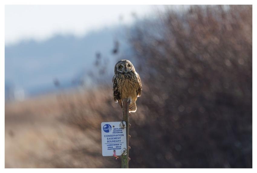 Short-Eared Owl Owl Bird Nature