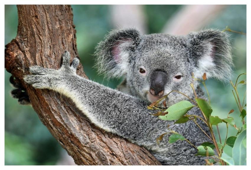 Koala Nature Australia Animal