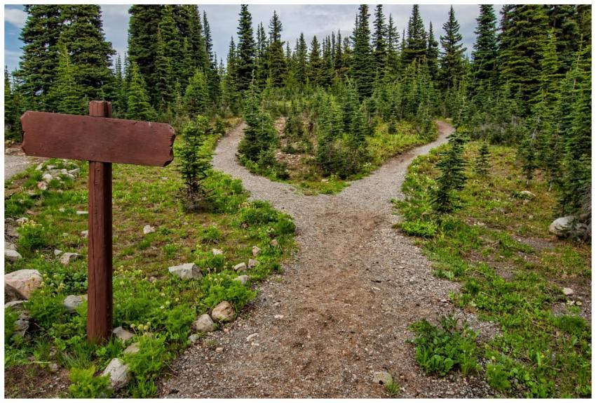 Explore a forked trail in Manning Park, BC amidst