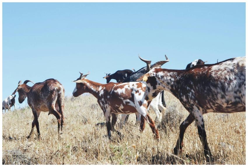 Herd of spotted goats grazing on dry grassland und