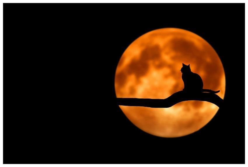 A silhouette of a cat sitting on a branch under a