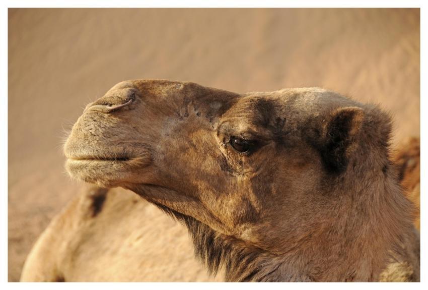 Morocco Camel Desert Sand