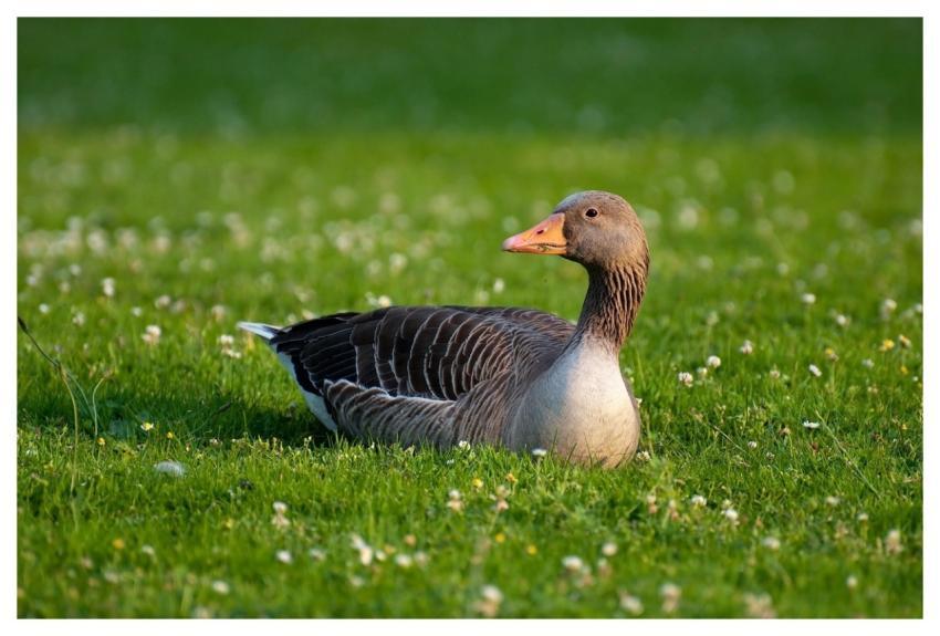 Greylag Goose Bird Goose Animal