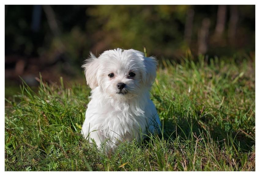 Maltese Dog Puppy Small Dog
