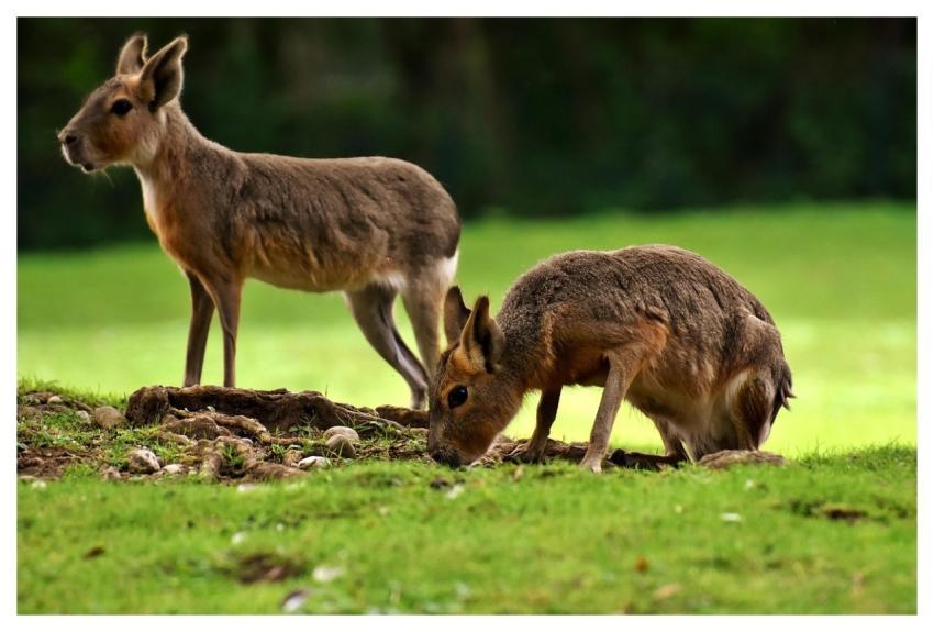 Pampas Rabbits Wild Animal Zoo Enclosure