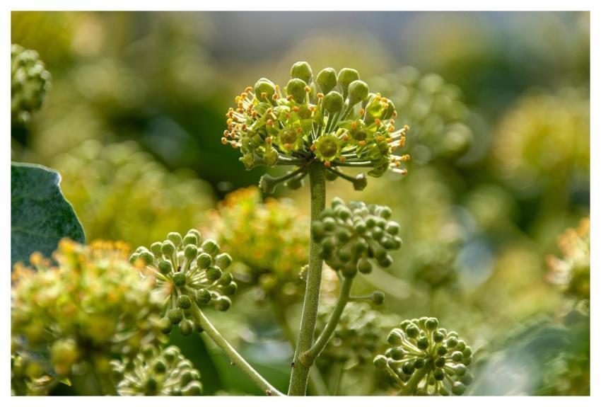 Ivy Plant Nature Blooms