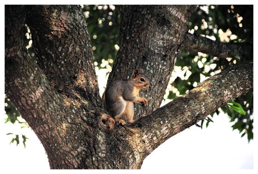 Squirrel Animal Rodent Tree