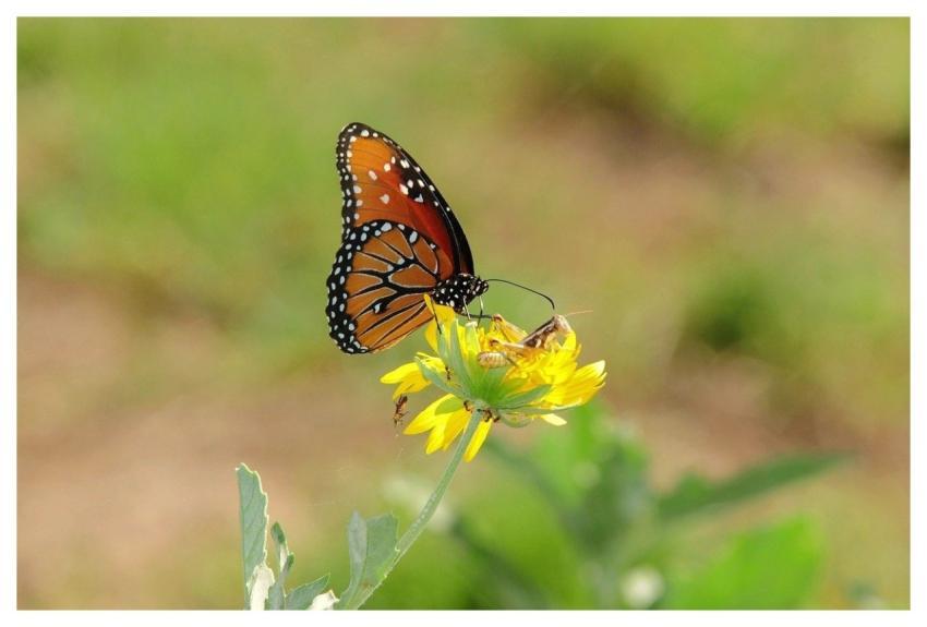 Butterfly Nature Flower Summer