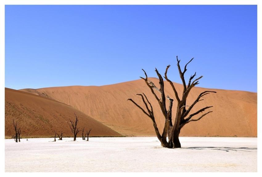 Tree Desert Namibia Nature