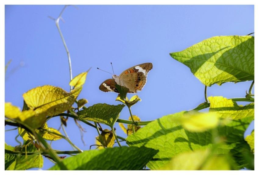 Butterfly Nature Insect Wings