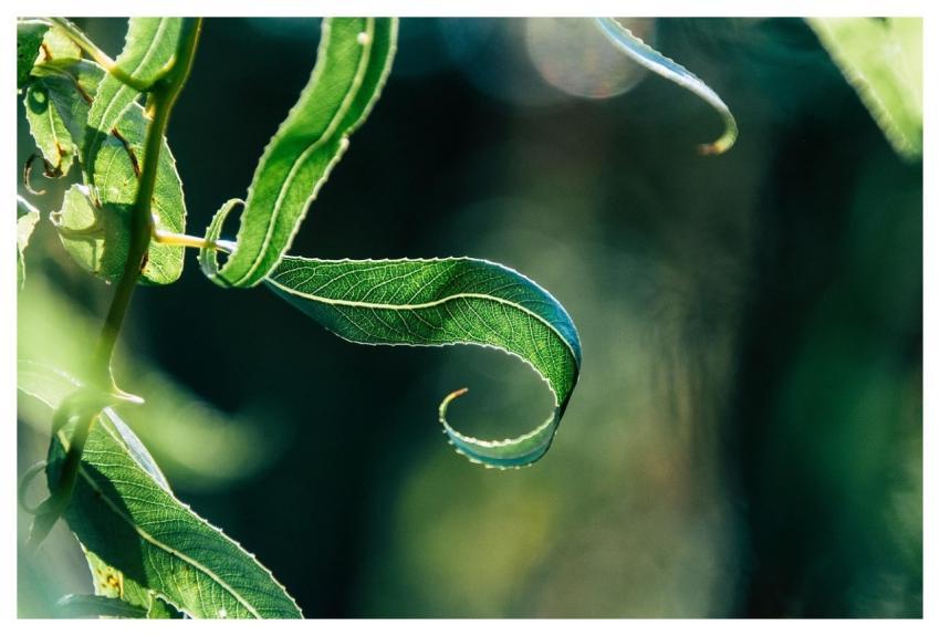 Leaf Plant Green Garden