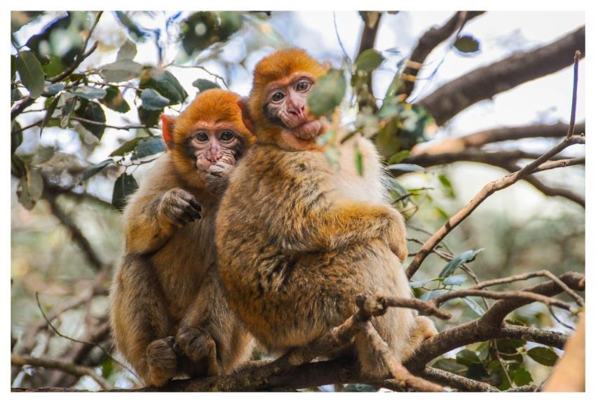 Monkeys Primates Animals Wildlife