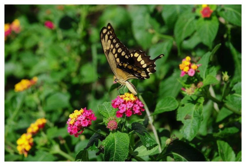 Butterfly Nature Insect Flower
