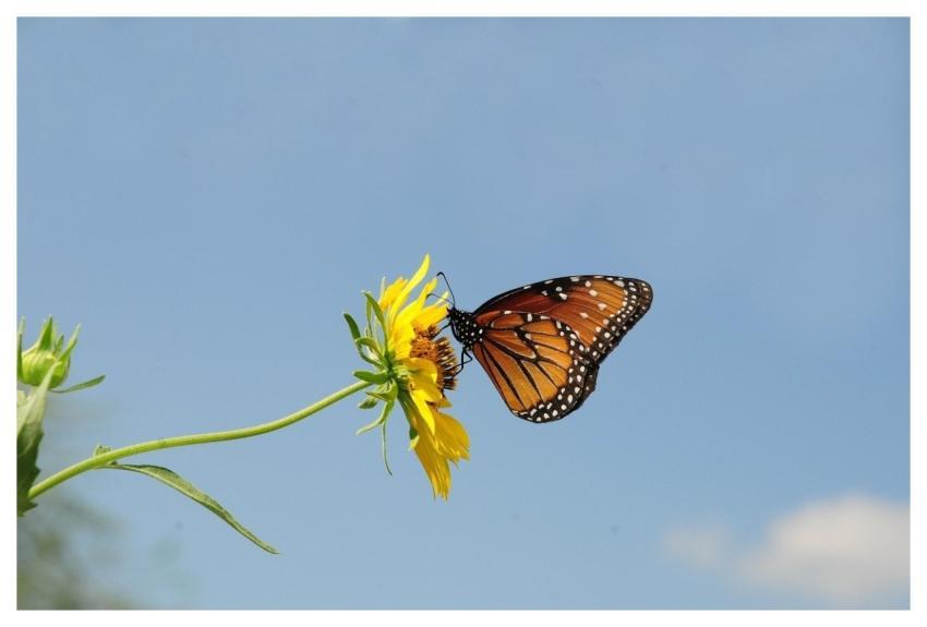 Butterfly Insect Wings Beautiful Flowers