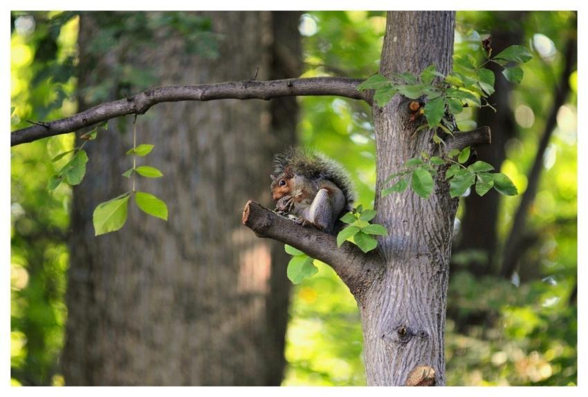 Squirrel Nature Animal Wildlife