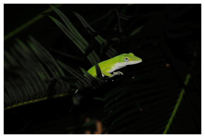 Lizard Reptile Nature Wildlife