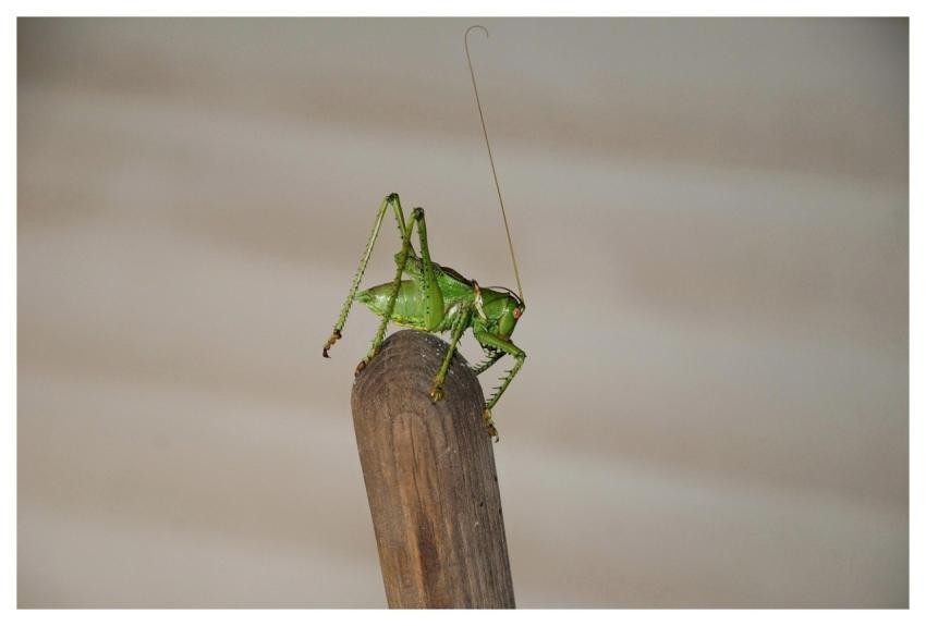 Grasshopper Insect Bug Nature
