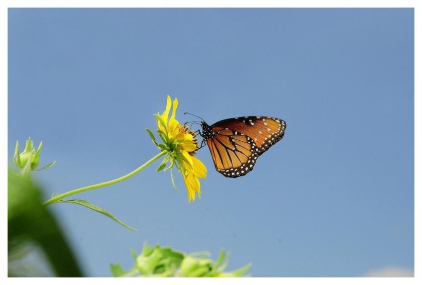 Butterfly Nature Insect Wings