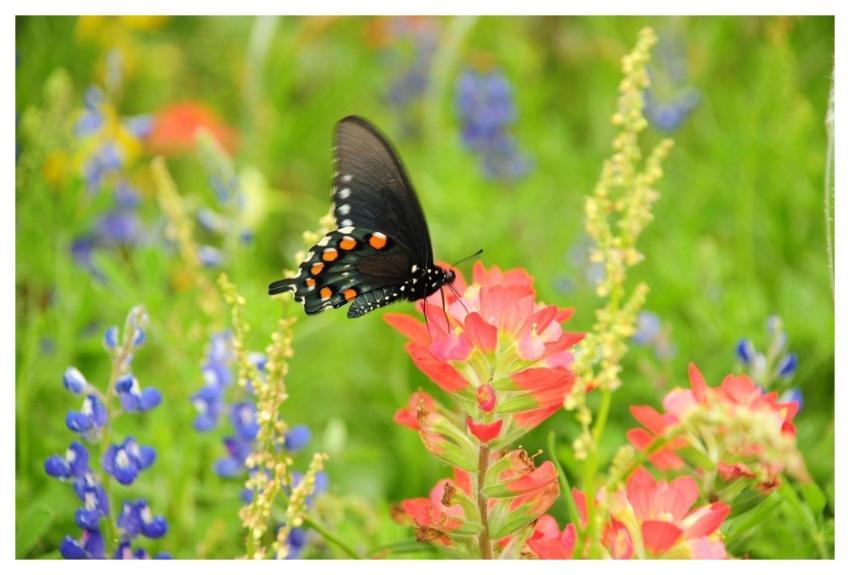 Butterfly Nature Flower Pollination