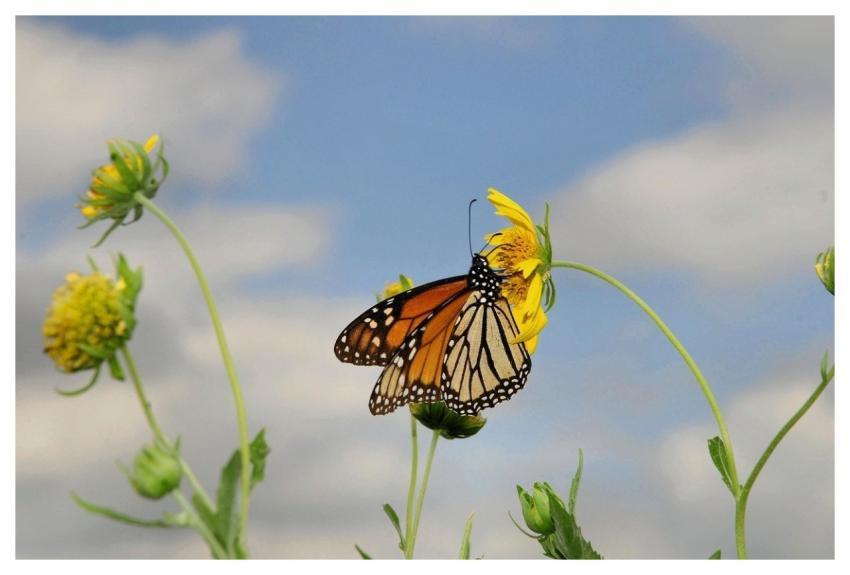 Butterfly Nature Wings Insect
