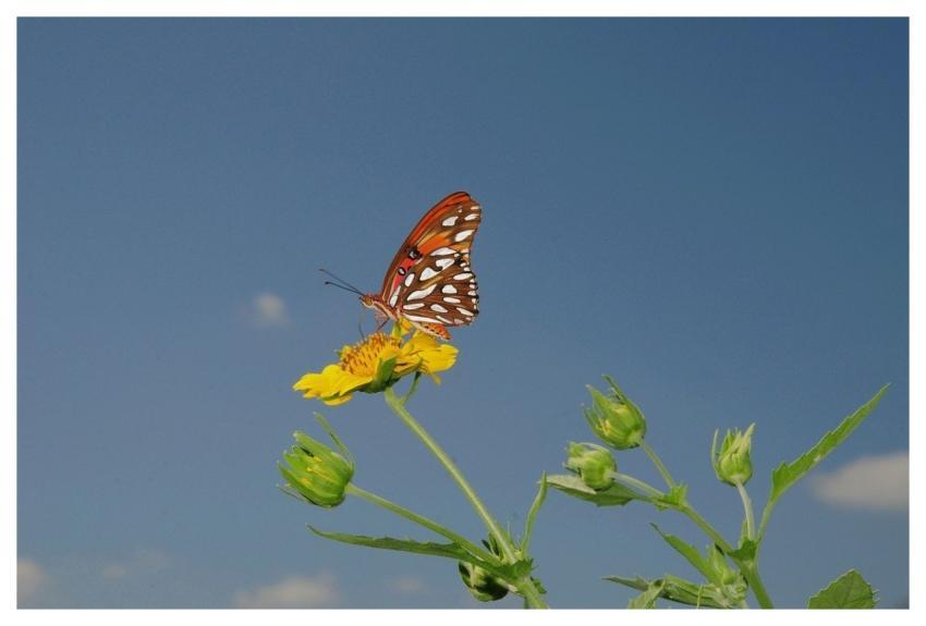 Butterfly Insect Nature Wings