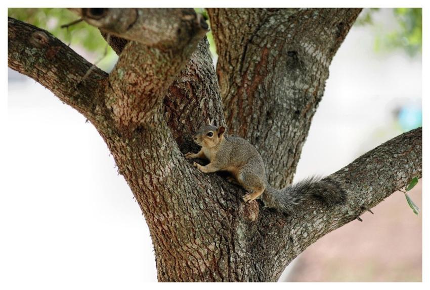 Squirrel Tree Nature Animal