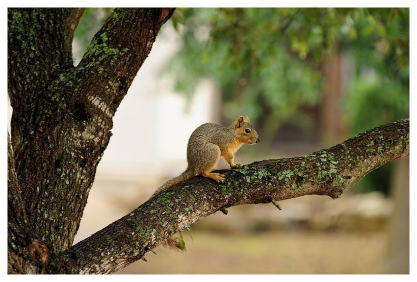 Squirrel Nature Animal Wildlife