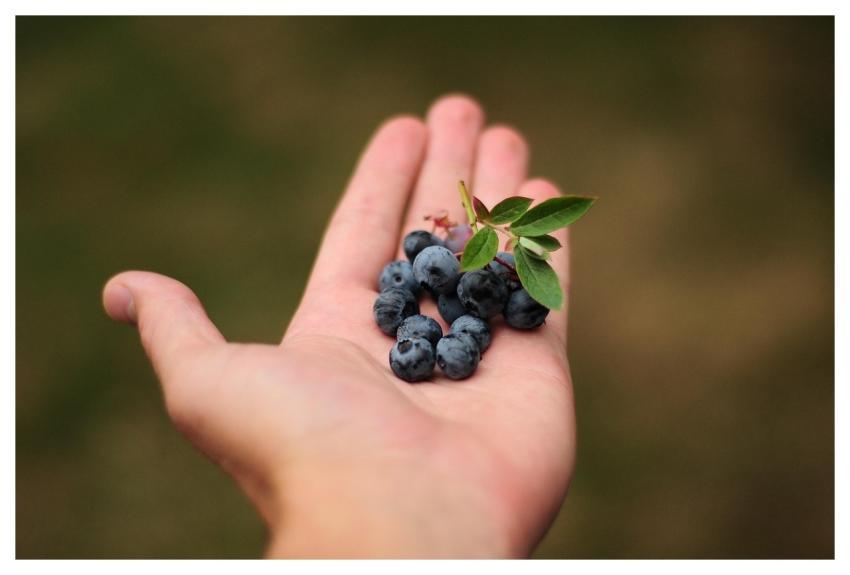 Blueberries Fruits Food Fresh