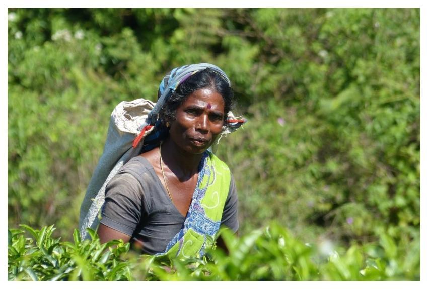 Woman Sri Lanka Tea Lifestyle