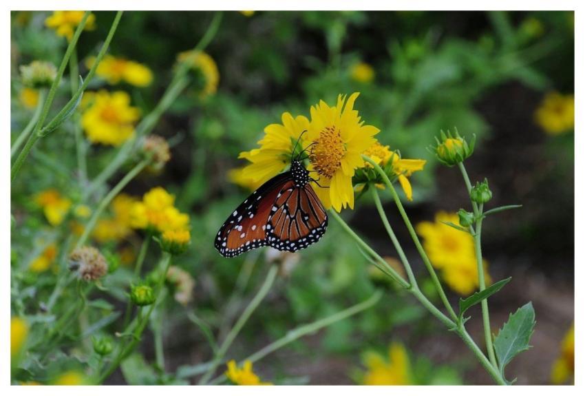 Butterfly Nature Insect Wings