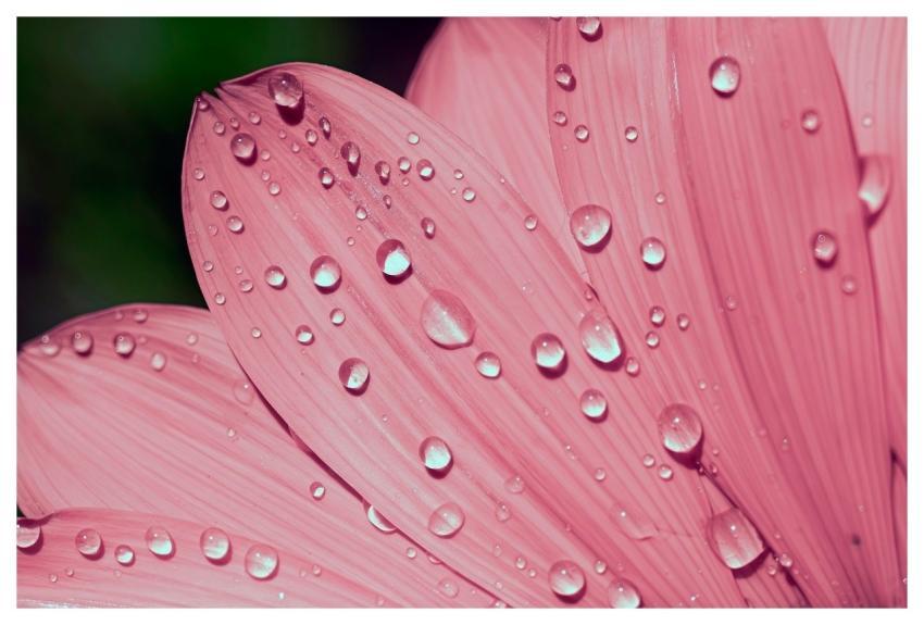 Flowers Beautiful Flowers Flower Wallpaper Nature