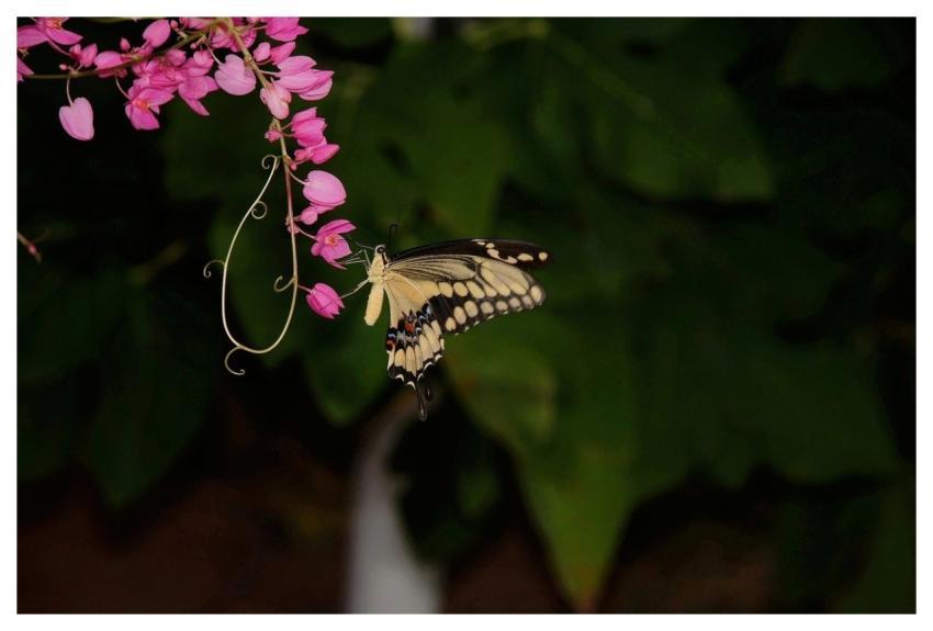 Butterfly Flower Background Nature Wings
