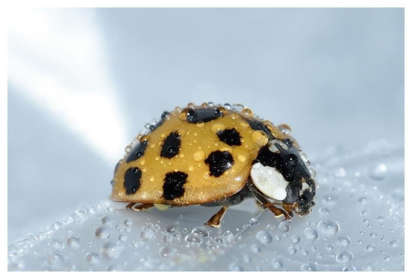 Beetles Harmonia Axyridis Nature