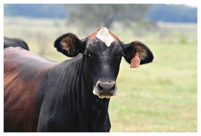 Cow Cattle Animal Nature