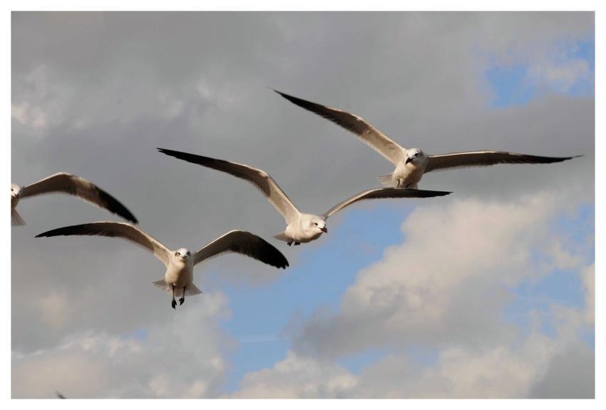 Birds Seagull Flying Clouds