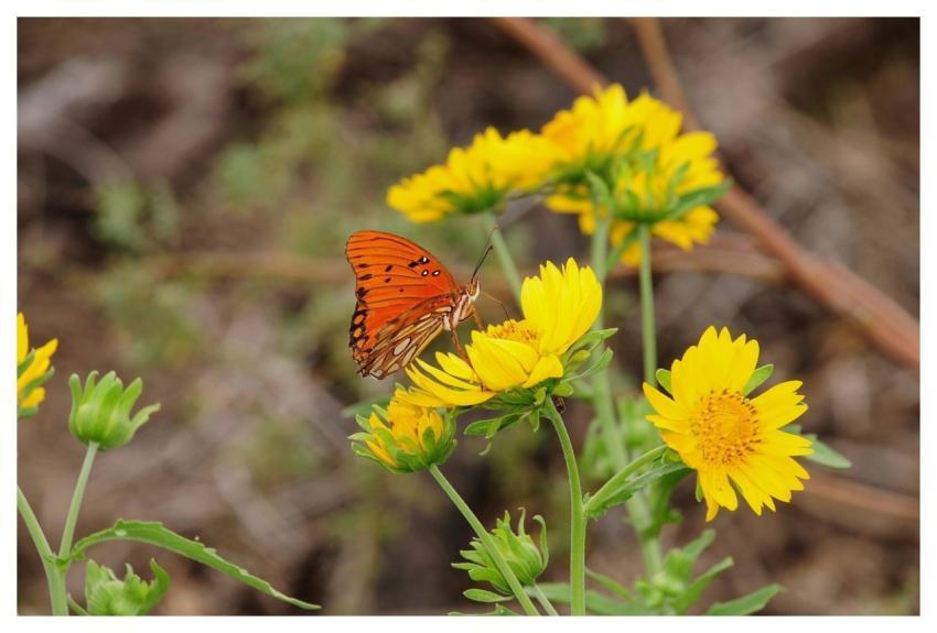 Butterfly Nature Beautiful Flowers Flower