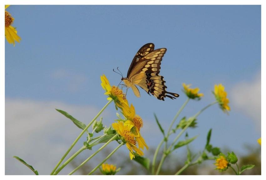 Butterfly Nature Flower Yellow