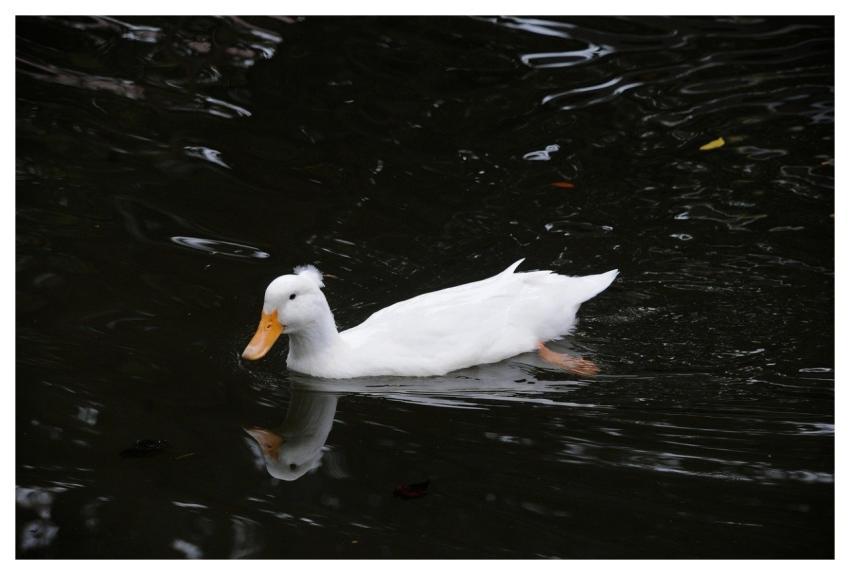 Duck Nature Wildlife Plumage